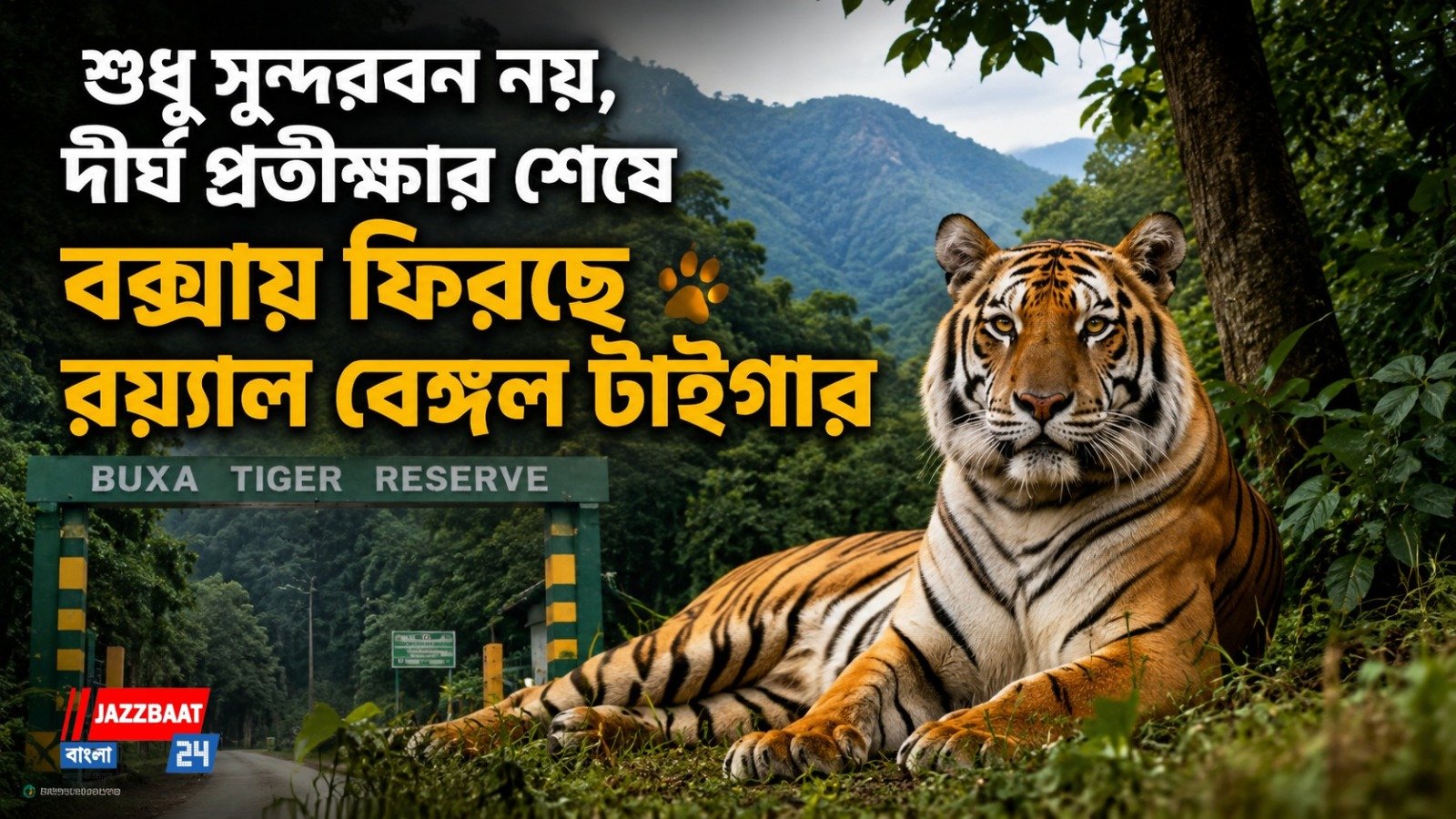 শুধু সুন্দরবন নয়, দীর্ঘ প্রতীক্ষার শেষে বক্সায় ফিরছে রয়্যাল বেঙ্গল টাইগার