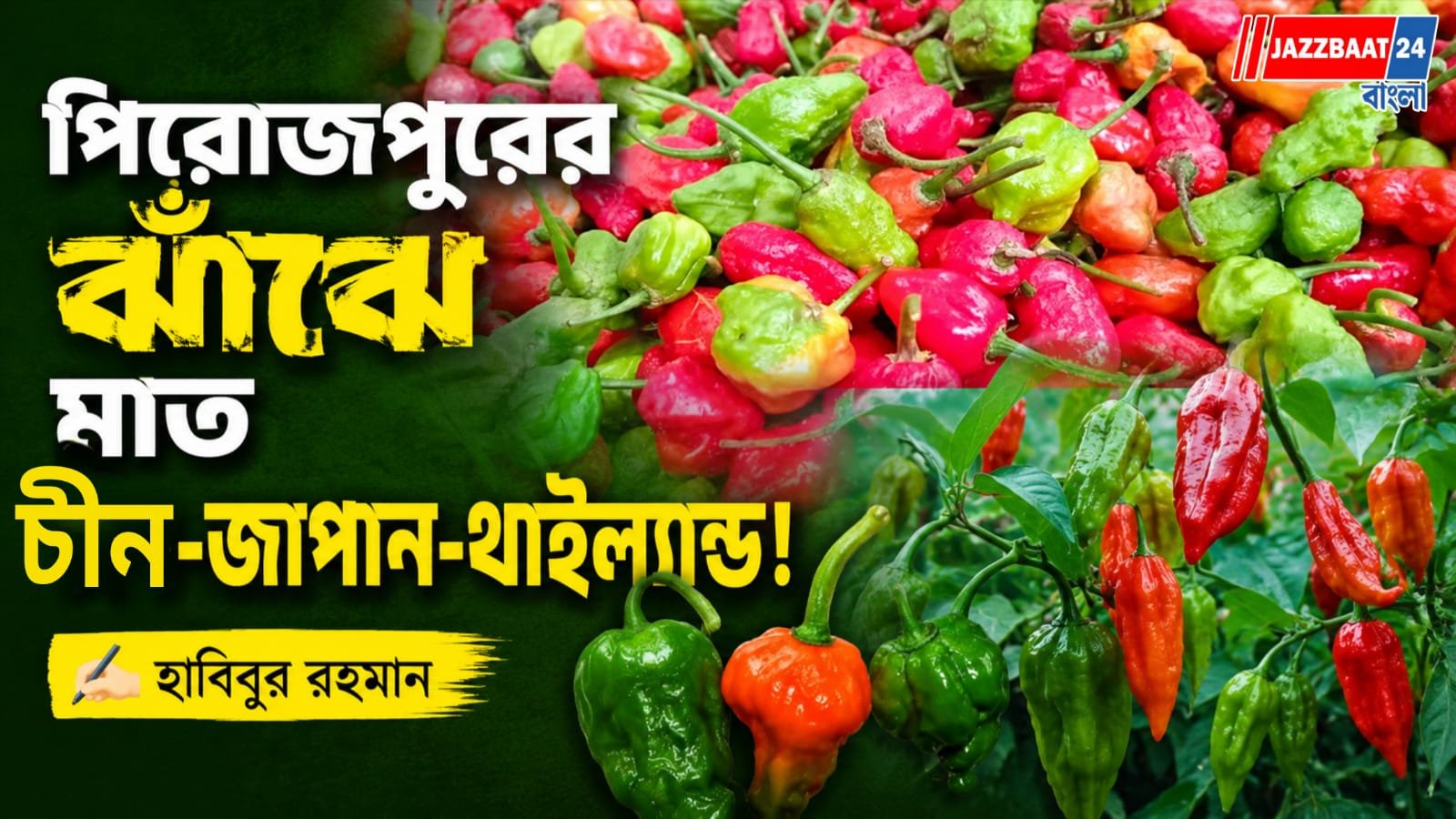বাংলাদেশে পিরোজপুরের বোম্বাই মরিচের ঝাঁজ এখন চীন-জাপান-থাইল্যান্ডে