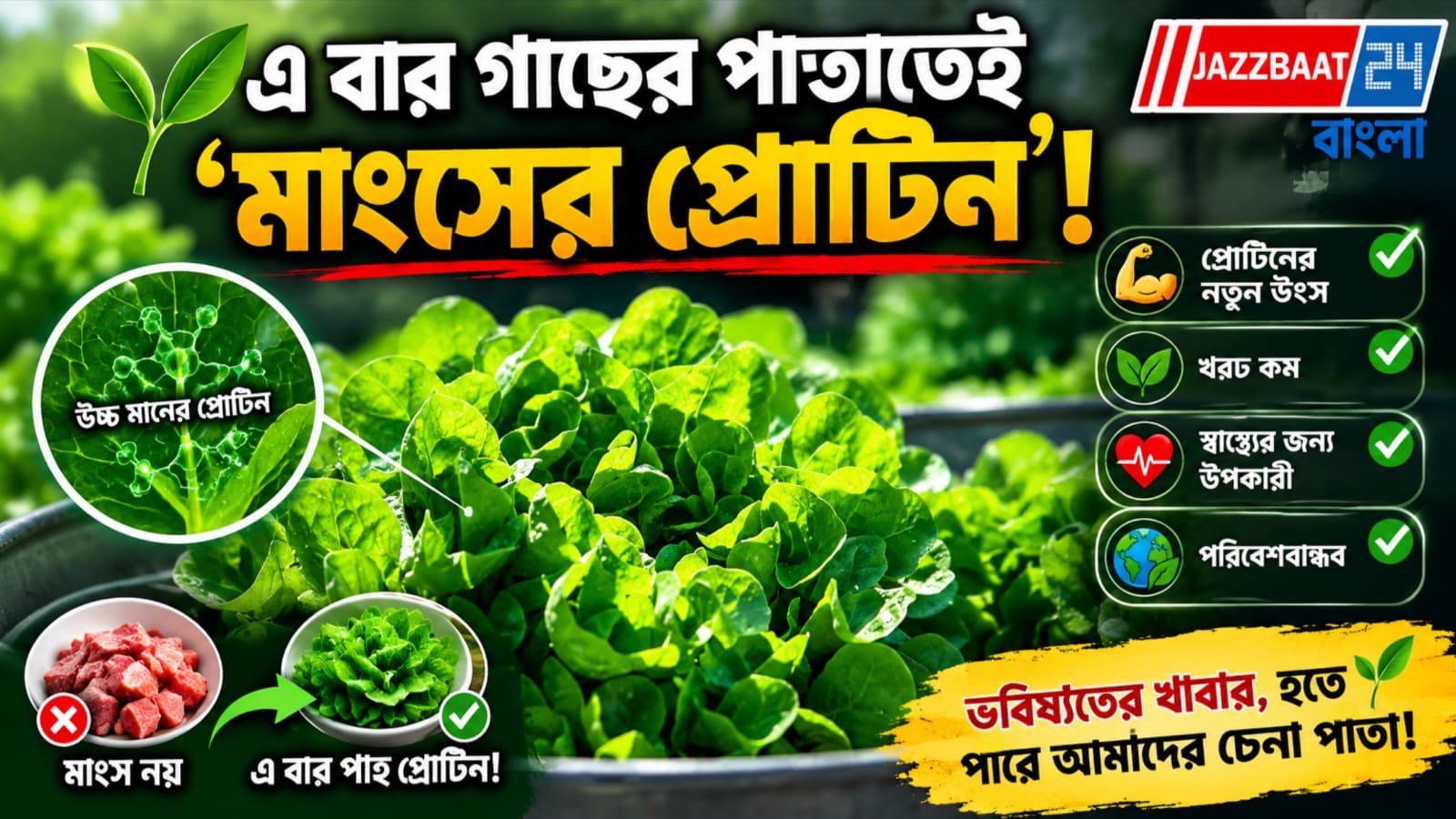 লেটুসে তৈরি হচ্ছে মায়োগ্লোবিন, বদলে যেতে পারে ভবিষ্যতের ‘ভেজ মাংস’