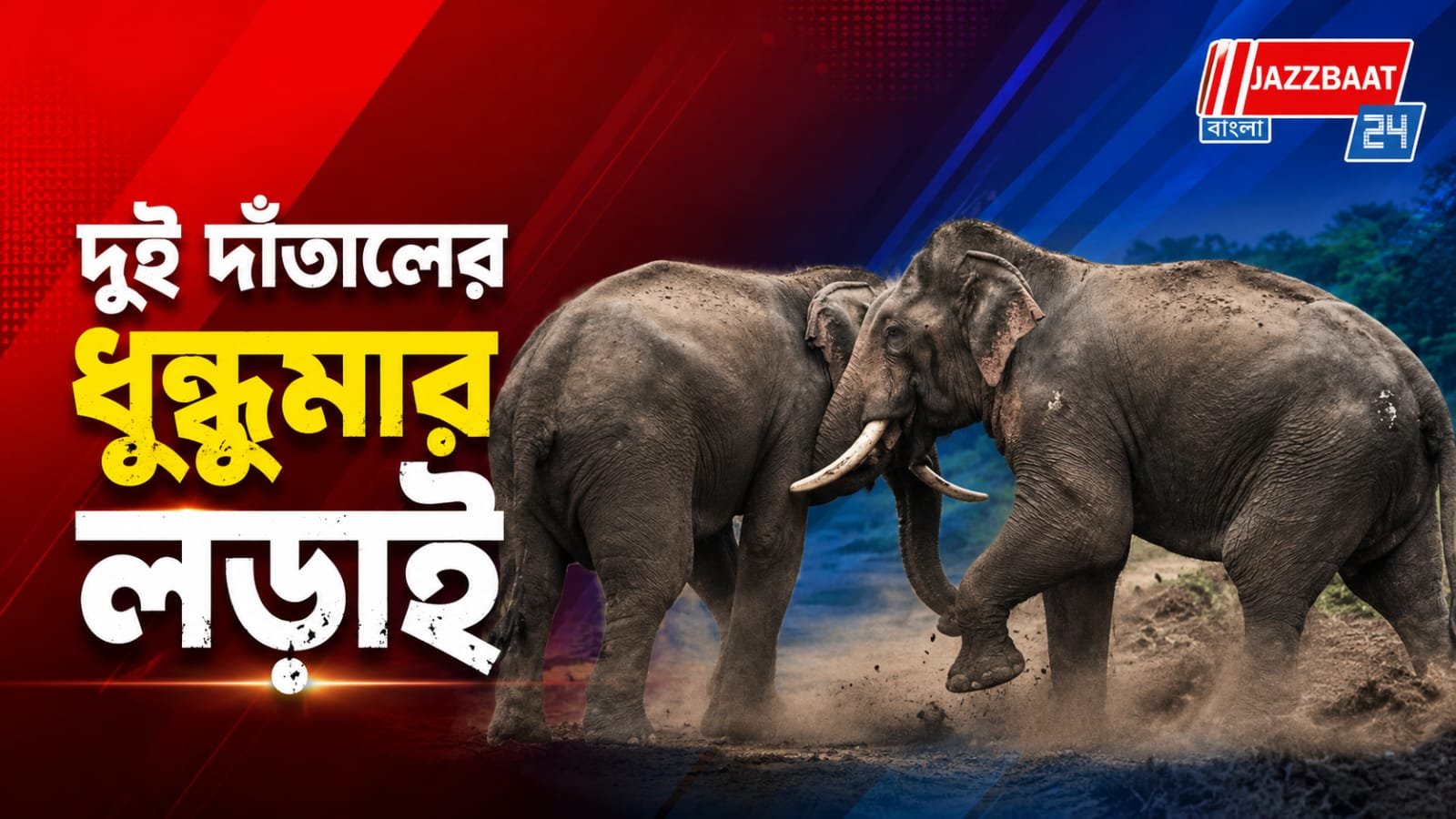 এলাকা দখলের লড়াই, নদী পাড়ে মুখোমুখি দুই গজরাজ!