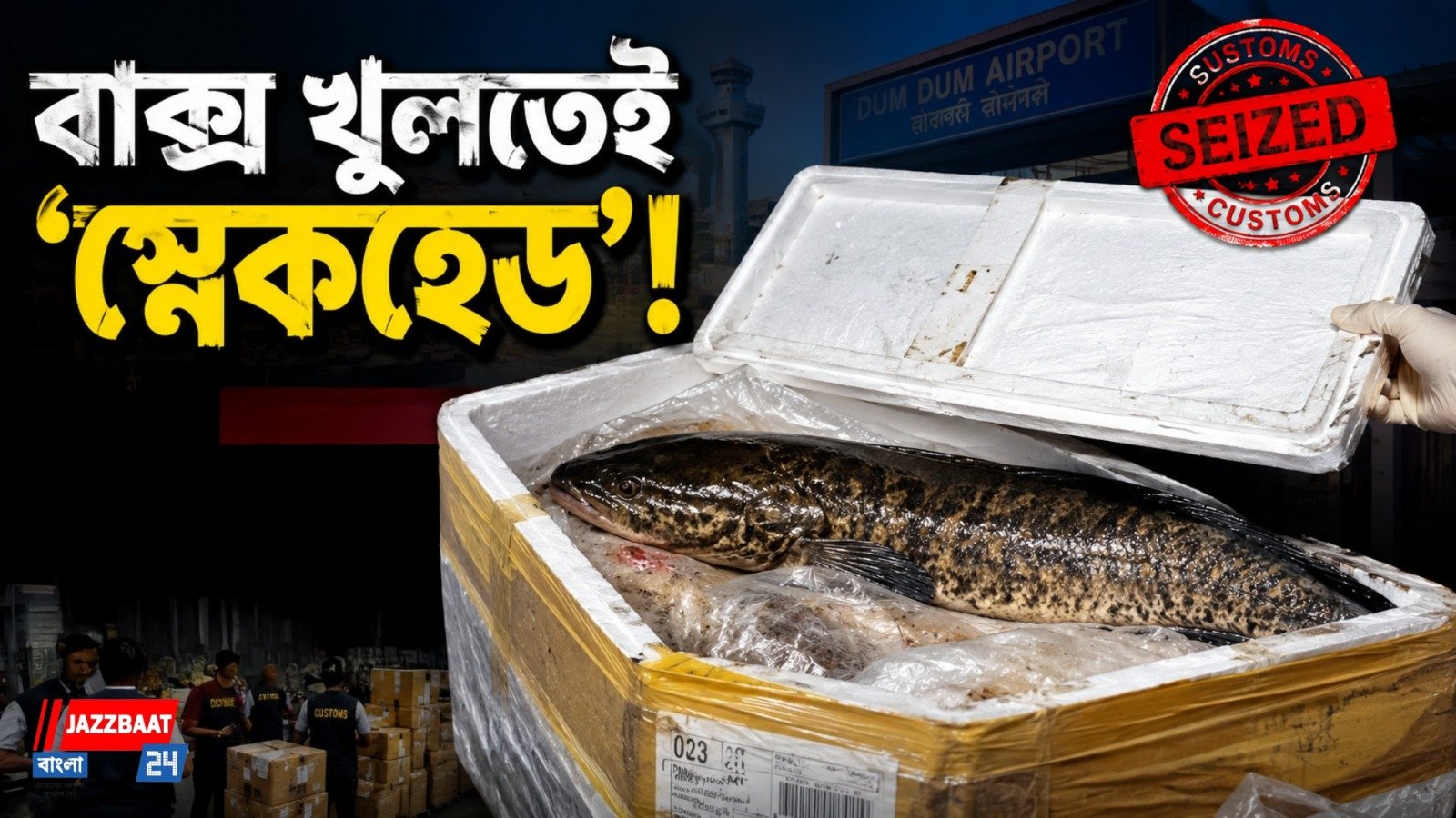 তল্লাশি চালানো হলো সাপের মাথা ভেবে, কিন্তু বেরোল কোটি টাকার দুর্লভ মাছ!