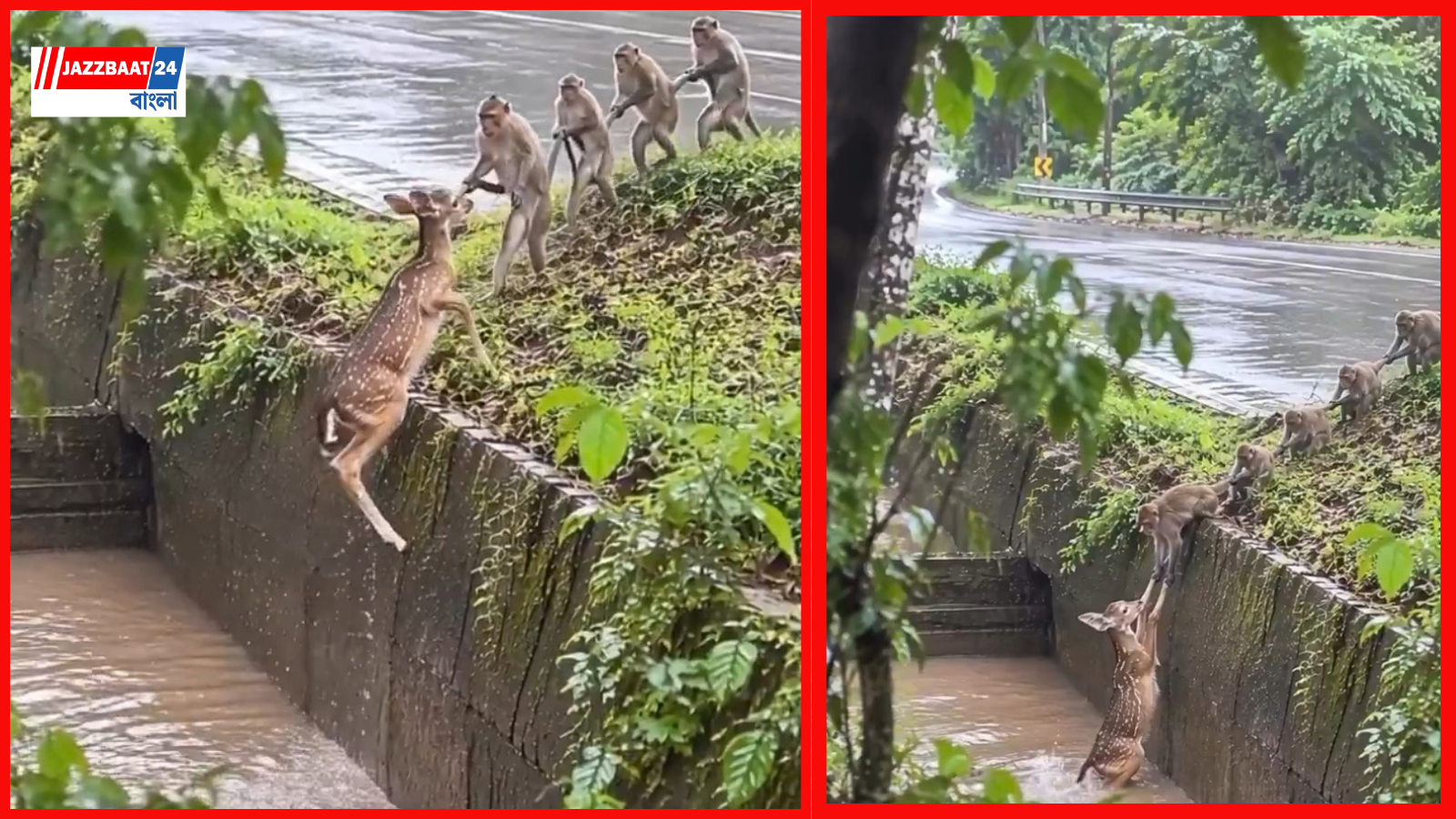 DeerRescue: বিপদে হরিণ, বন্ধুত্বের হাত বাড়াল বাঁদরদল! অবলা প্রাণীদের মানবিকতা দেখে অবাক নেটদুনিয়া