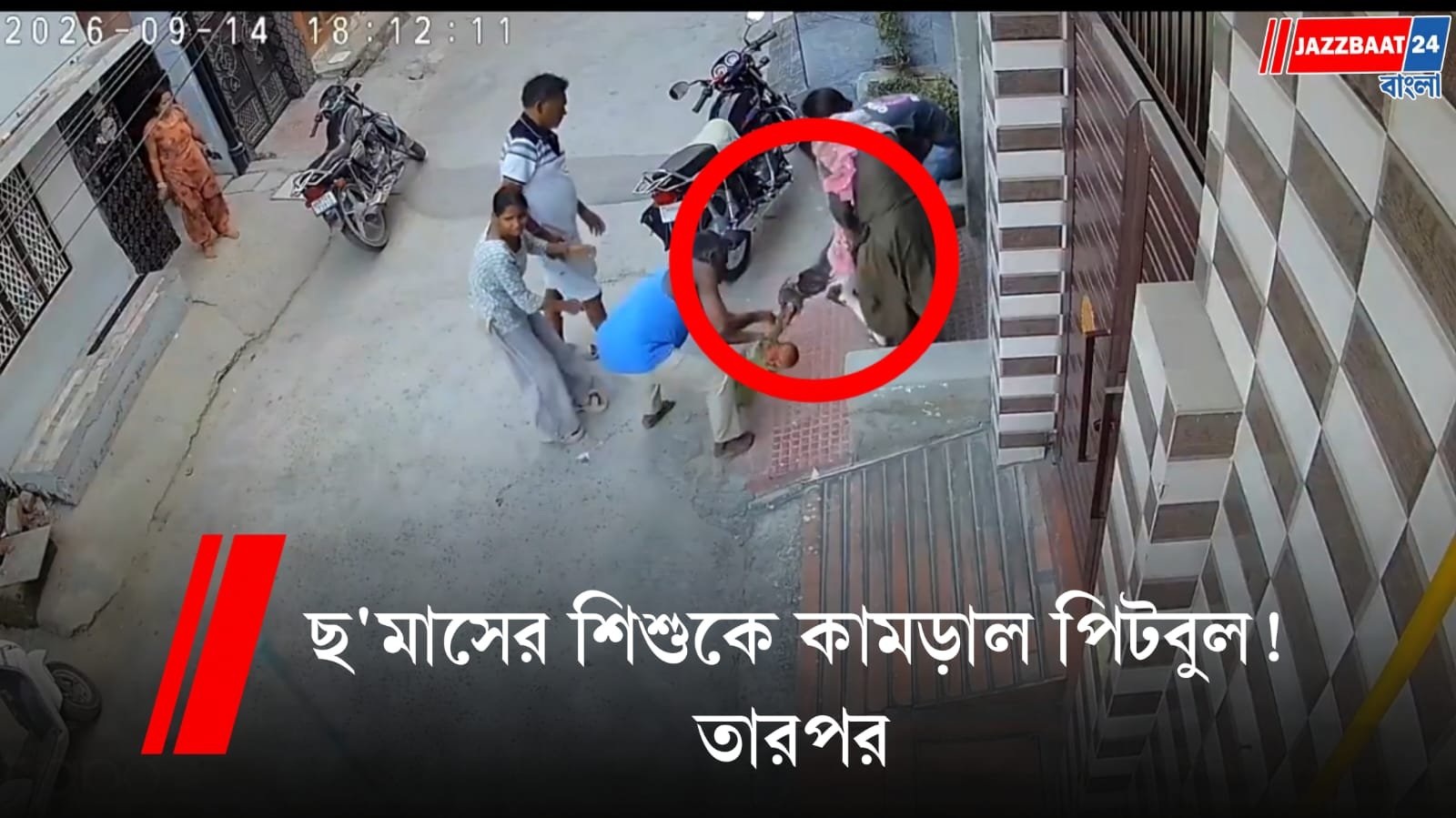 পিটবুলের কামড়ে আক্রান্ত শিশু, ভয়াবহ কান্ড সোনিপতে