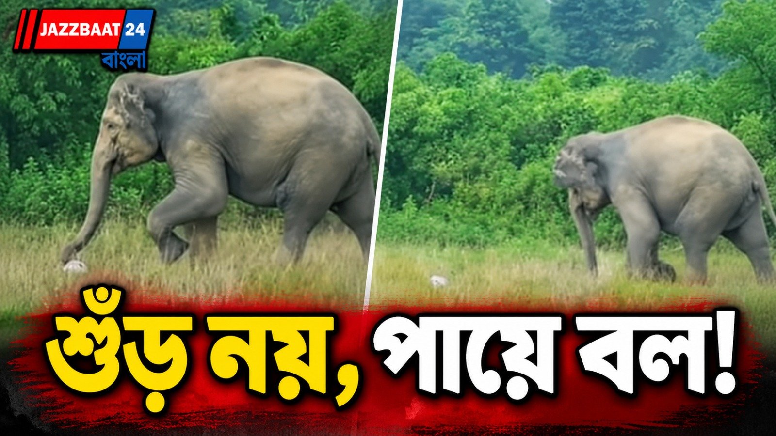 অসমের মাঠে হাতির ফুটবল-দক্ষতায় মুগ্ধ নেটপাড়া