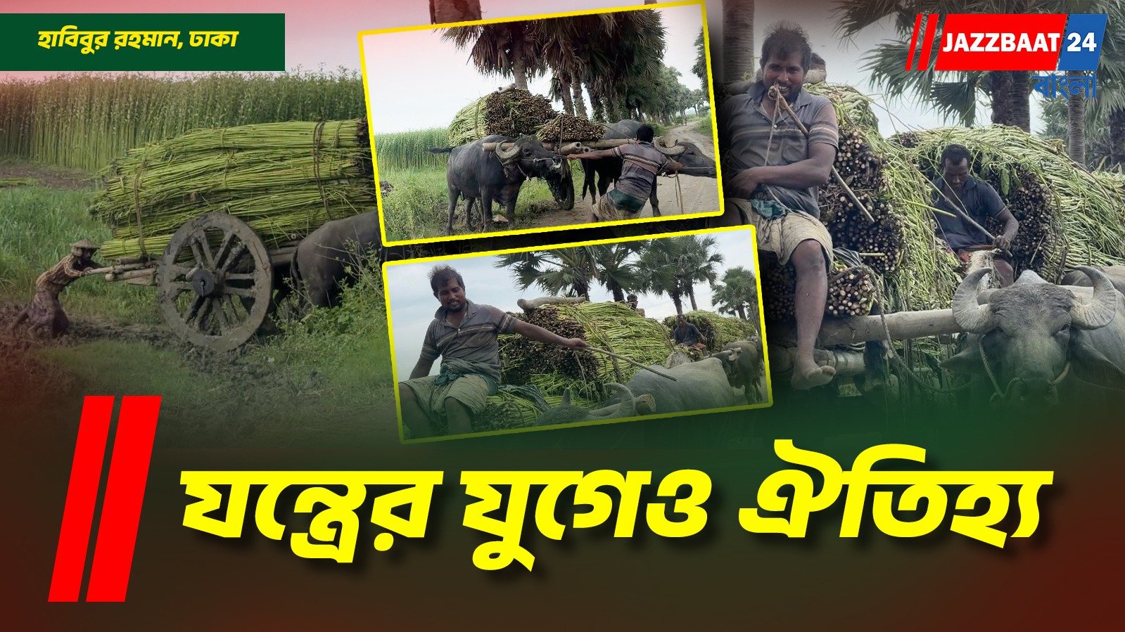 মহিষের গাড়িতে সোনালী আঁশের বহর; যান্ত্রিকতার যুগেও টিকে আছে গ্রাম বাংলার ঐতিহ্য