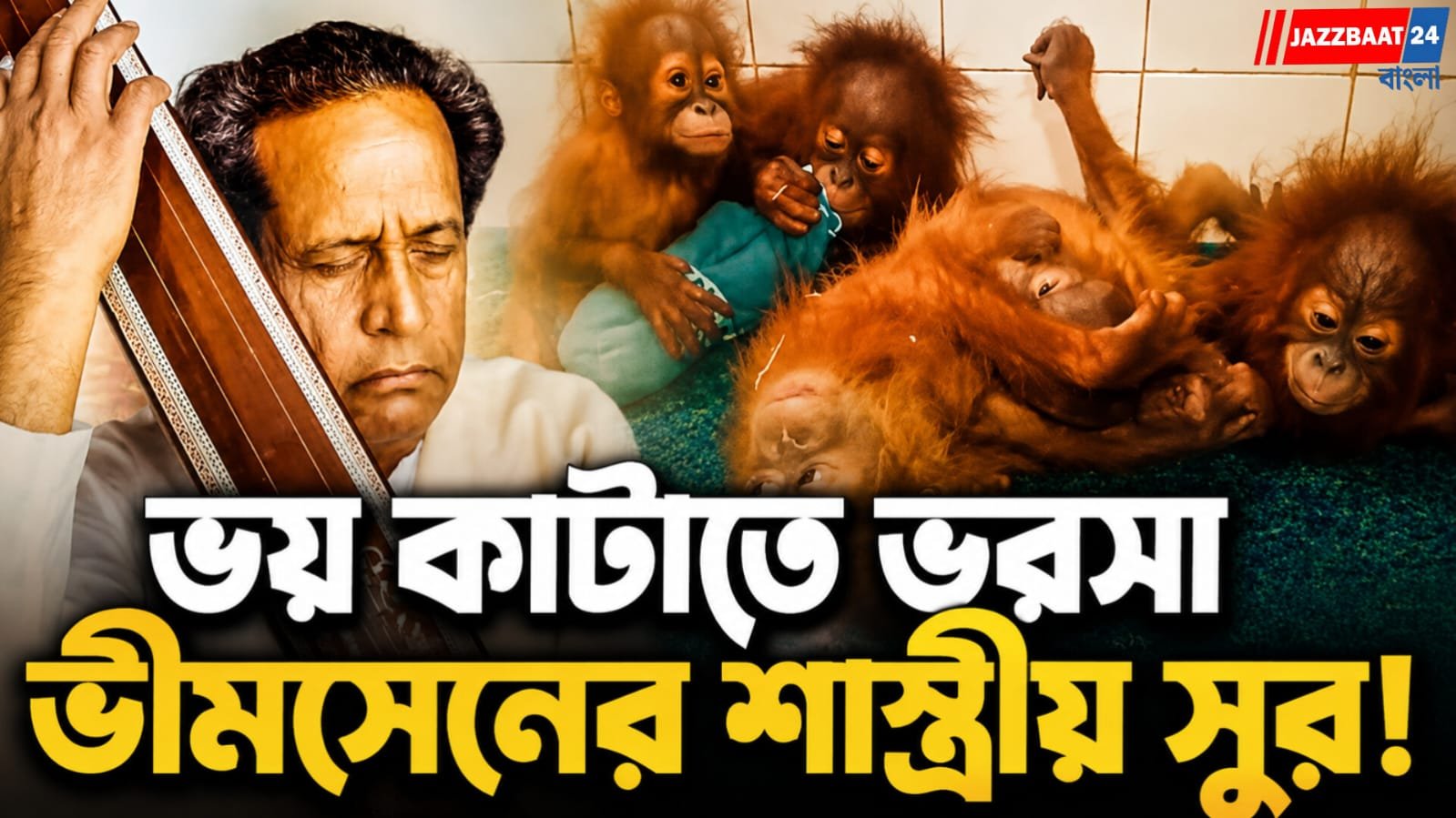 নন্দনকাননে অভিনব পরিচর্যা, নতুন ঘরে কেমন আছে ৫ খুদে ওরাংওটাং?