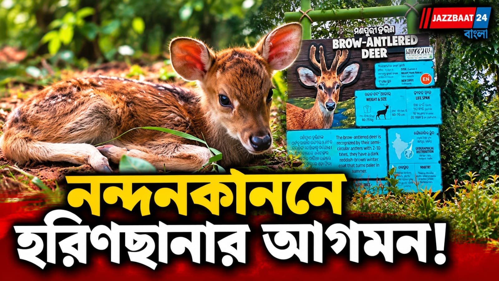 নন্দনকাননে বিরল হরিণের বংশবৃদ্ধিতে সাফল্য, জন্ম নিল বিরল ব্রো-অ্যান্টলার্ড হরিণছানা