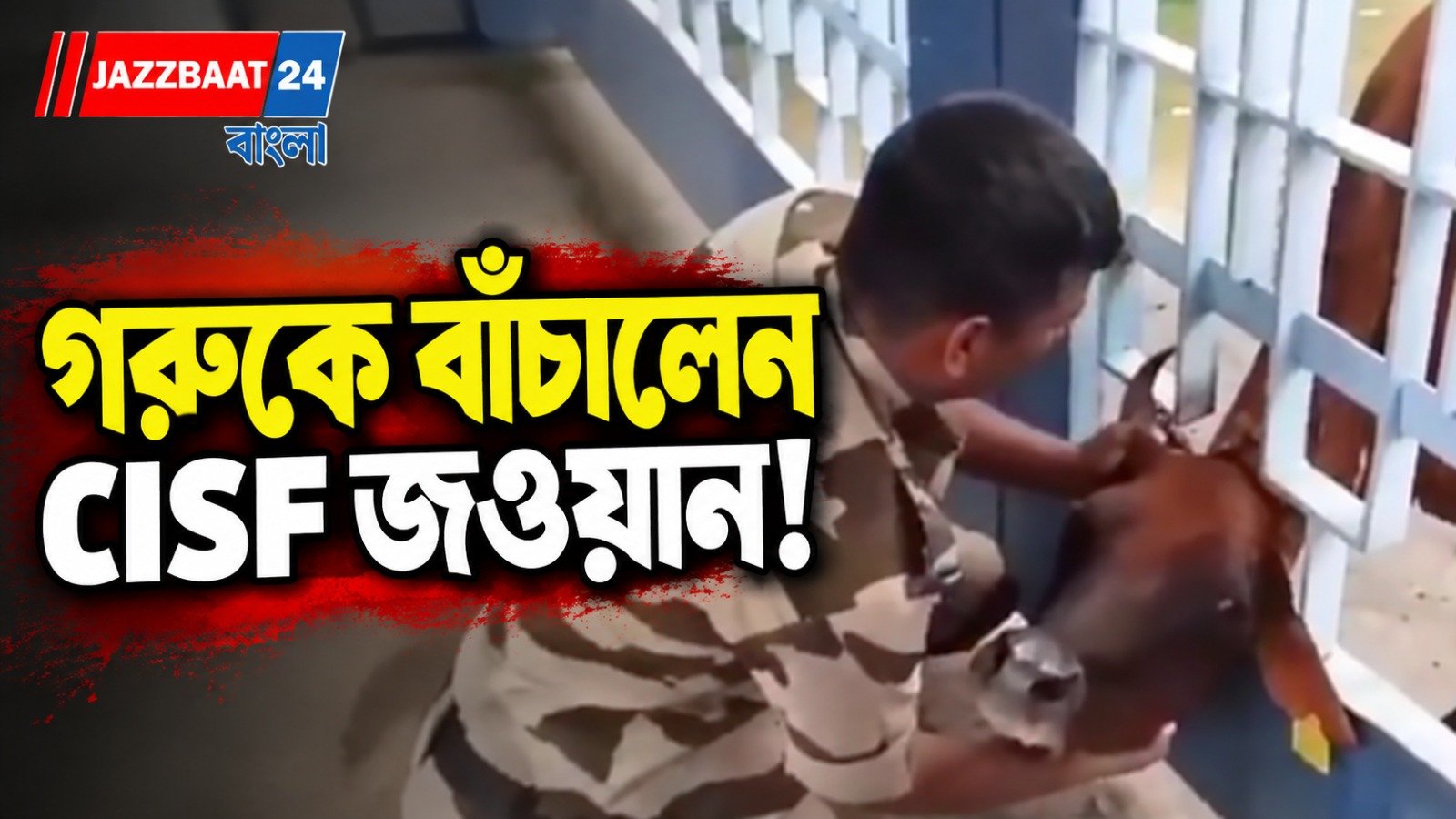রেলিংয়ের ফাঁকে মাথা আটকে বিপাকে গরু, উদ্ধার করলেন CISF জওয়ান