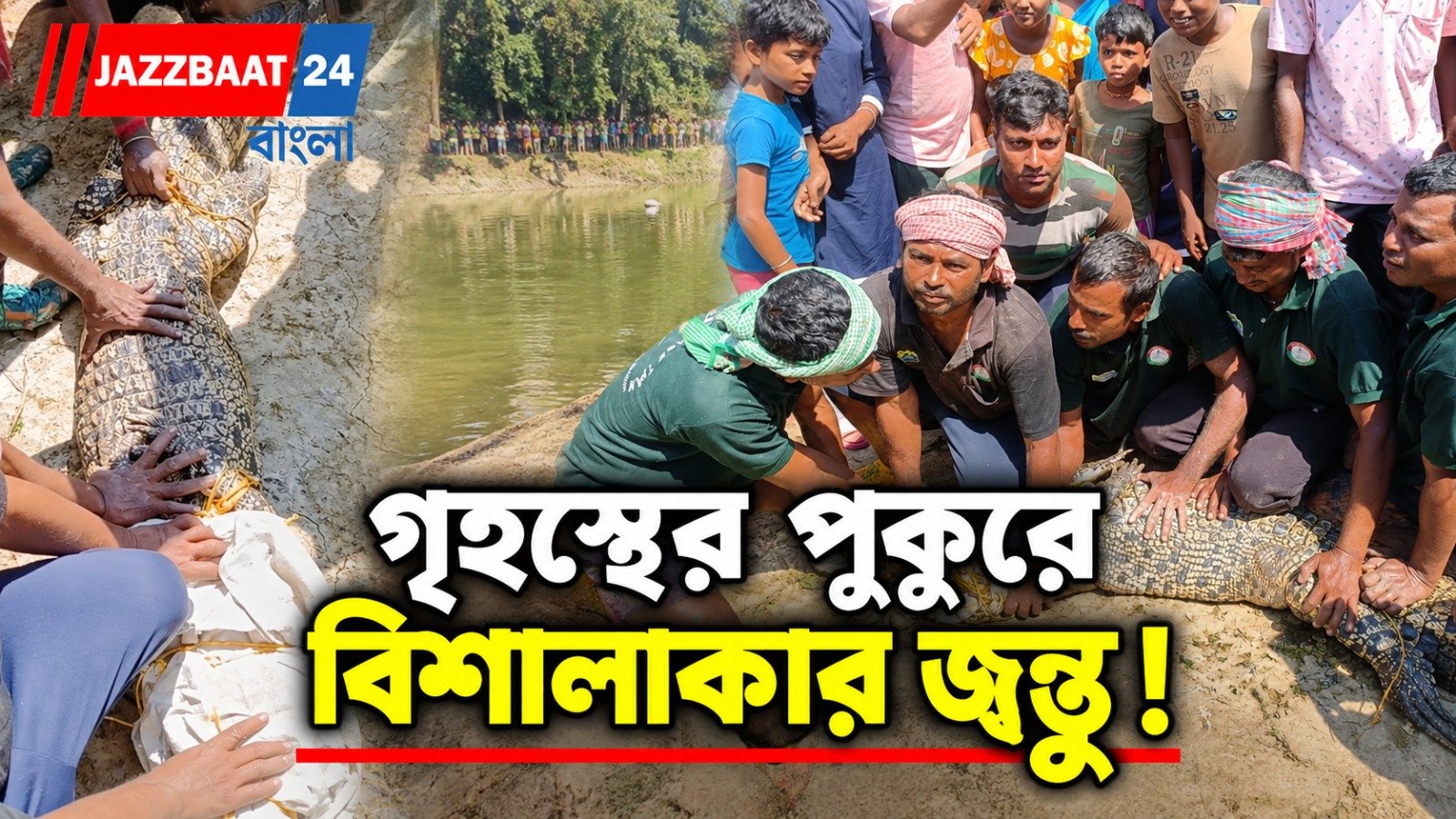 পুকুরের জলে বিশালাকার কুমির, আতঙ্ক সুন্দরবন সংলগ্ন কুলতলীতে!