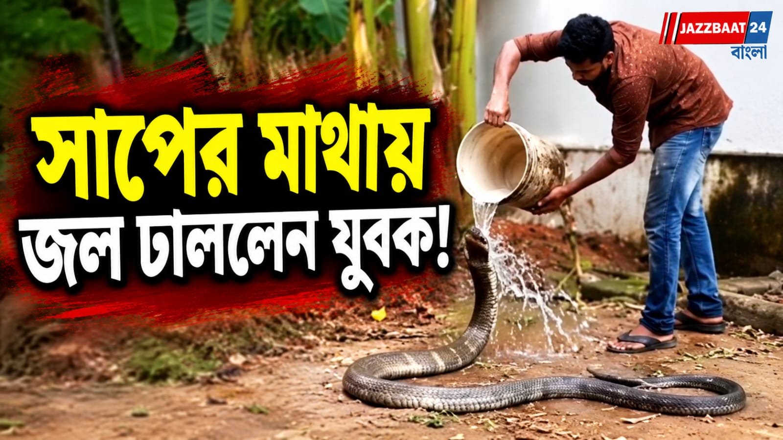 দাবদাহে হাঁসফাঁস কিংকোবরা, ফণা তোলা বিষধরের মাথায় জল ঢেলে শান্ত করলেন যুবক