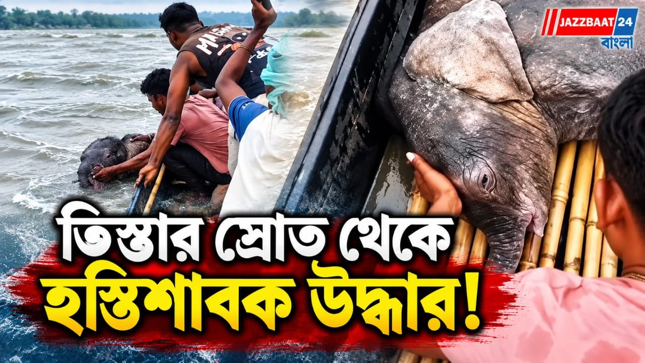 তিস্তার উত্তাল স্রোতে তলিয়ে যাচ্ছিল হস্তিশাবক, জীবনের ঝুঁকি নিয়ে প্রাণ বাঁচালেন মৎস্যজীবীরা