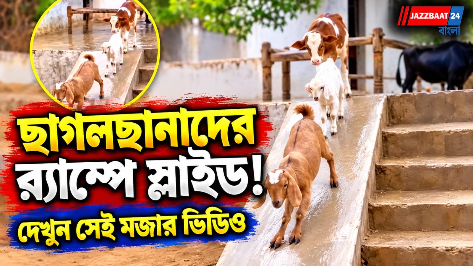 মানব শিশুর মত সিঁড়ি বেয়ে উঠে ঢালু পথে স্লাইড,  ছাগলছানাদের ভাইরাল ভিডিওতে মজেছে নেটপাড়া
