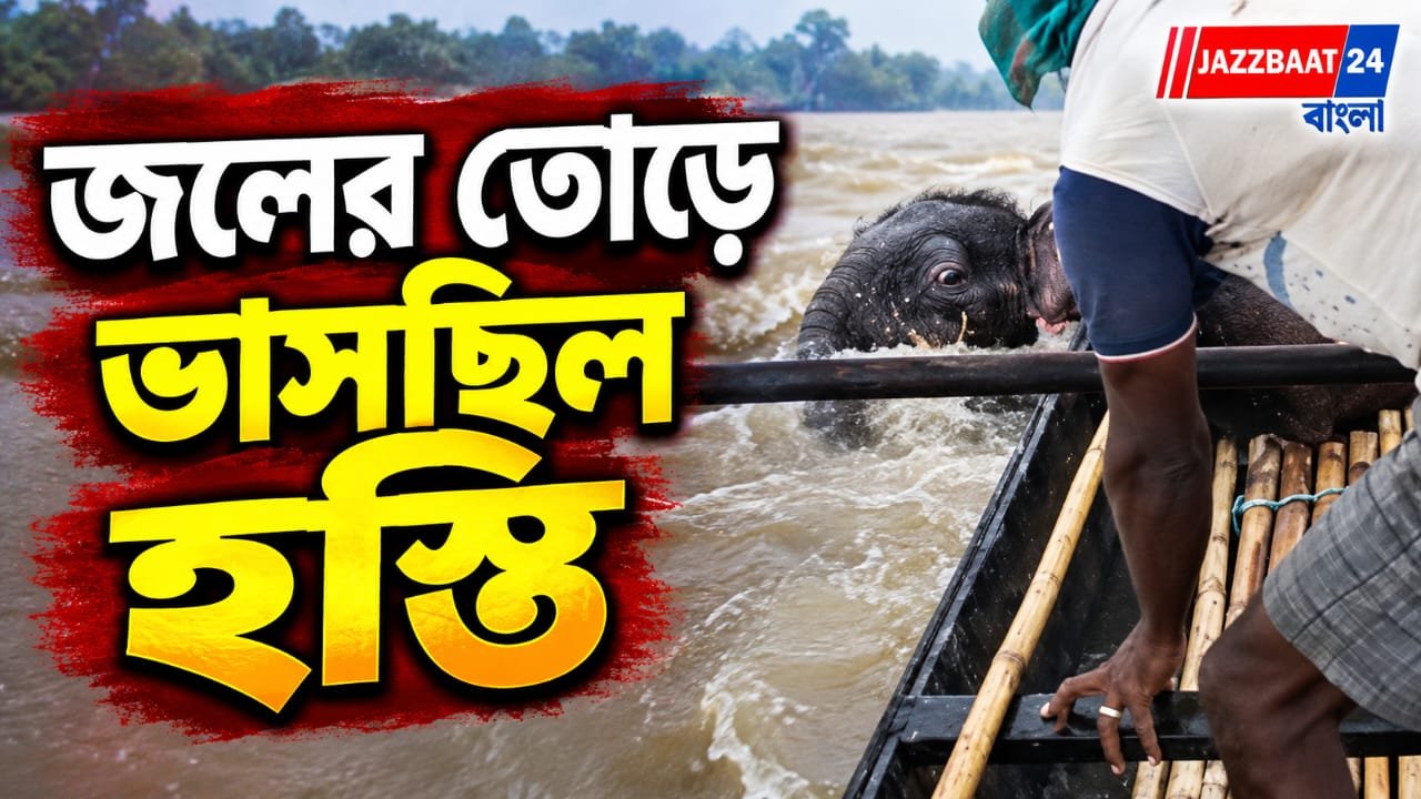 তিস্তার স্রোতে ভেসে গেল হস্তিশাবক, আবেগঘন মা-শাবকের পুনর্মিলন