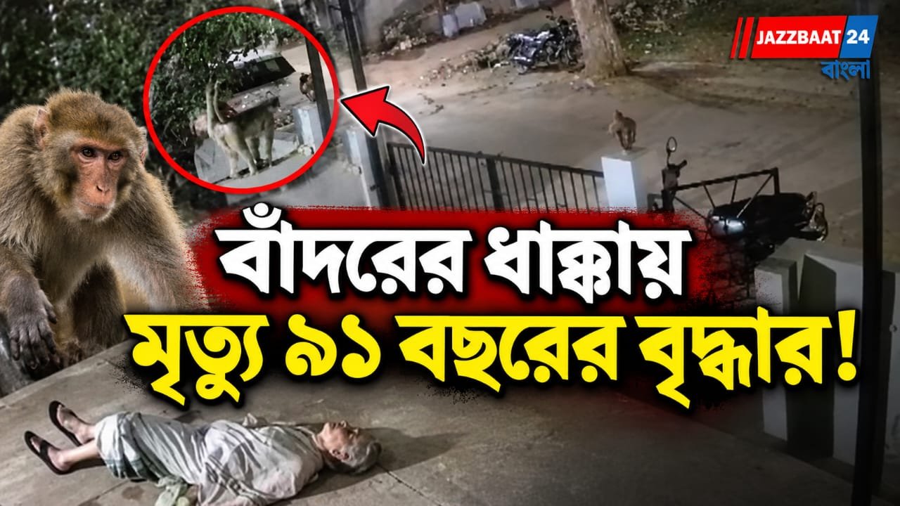বাঁদরের তাণ্ডবে মর্মান্তিক পরিণতি, মাটিতে আছড়ে পড়ে প্রাণ হারালেন ৯১ বছরের বৃদ্ধা
