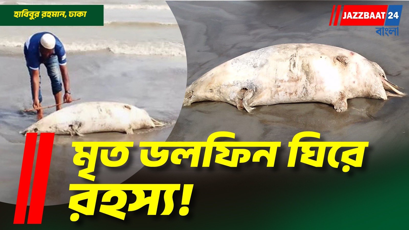 বাংলাদেশে কুয়াকাটা সৈকতে ভেসে এলো ৬ ফুটের মৃত বটলনোজ ডলফিন