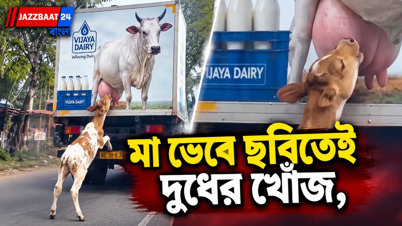 মাকে খুঁজতে লোহার দেওয়ালে মুখ, একরত্তি বাছুরের আর্তি প্রশ্ন তুলল মানবিকতা নিয়েই