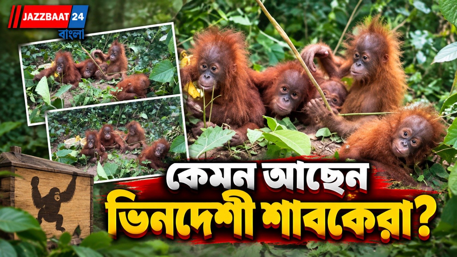 বালেশ্বর থেকে উদ্ধার ৫ ওরাং ওটাং শাবকের শারীরিক উন্নতি, নন্দনকাননে চলছে কড়া নজরদারি