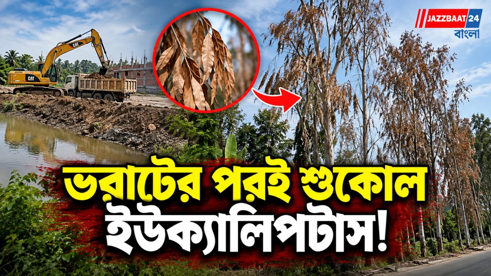 জলাভূমি ভরাটের পর শুকিয়ে গেল ৬ ইউক্যালিপটাস, তদন্তের দাবি স্থানীয়দের