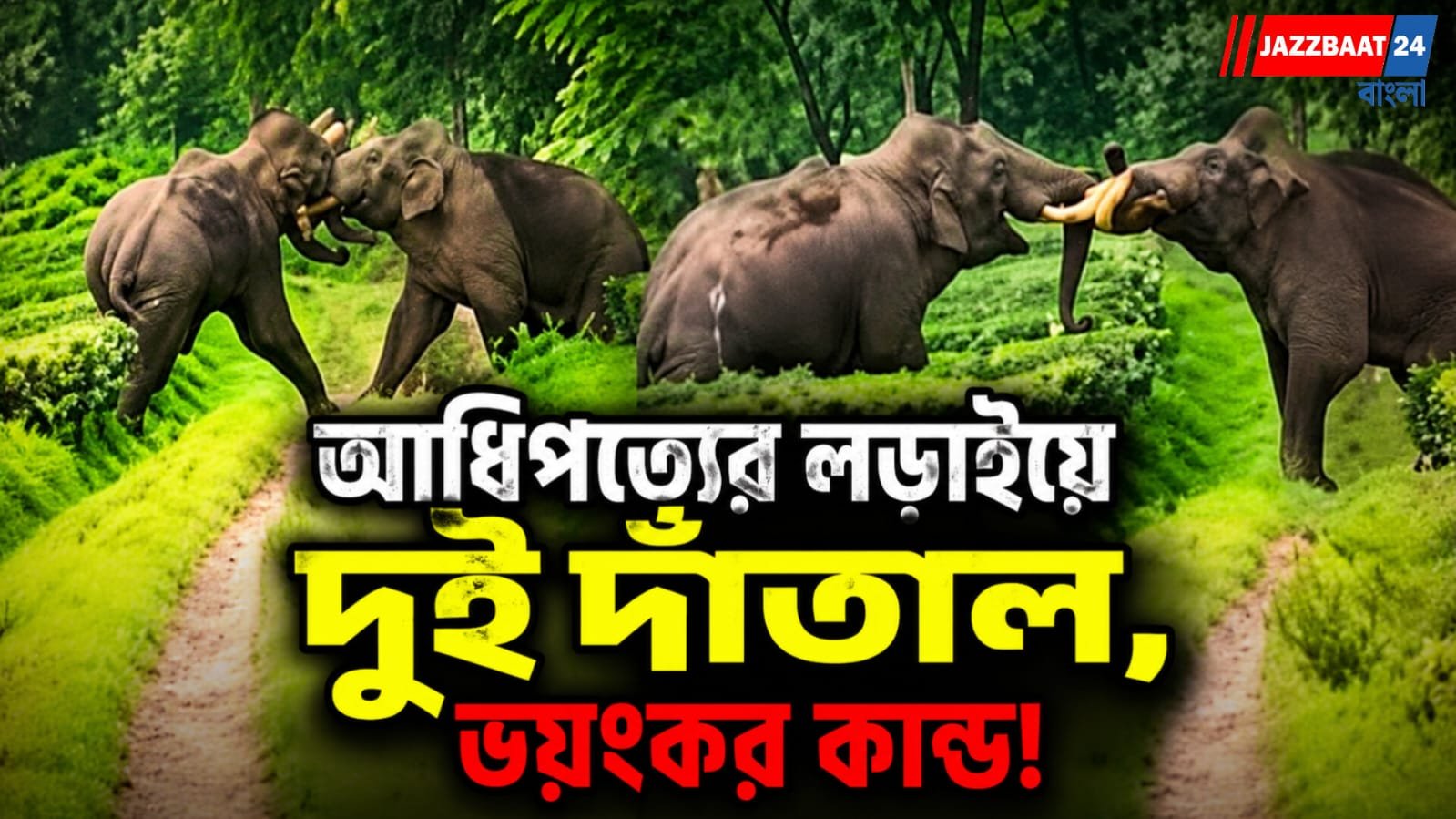 দুটি হাতির তুমুল লড়াই, কেঁপে উঠলো চা বাগান