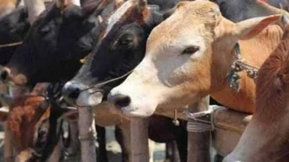 Inter State Smuggling : গাড়ির ভিতরে লুকোনো পাচারের কৌশল, পুরুলিয়া পুলিশের জালে আন্তঃরাজ্য চক্র