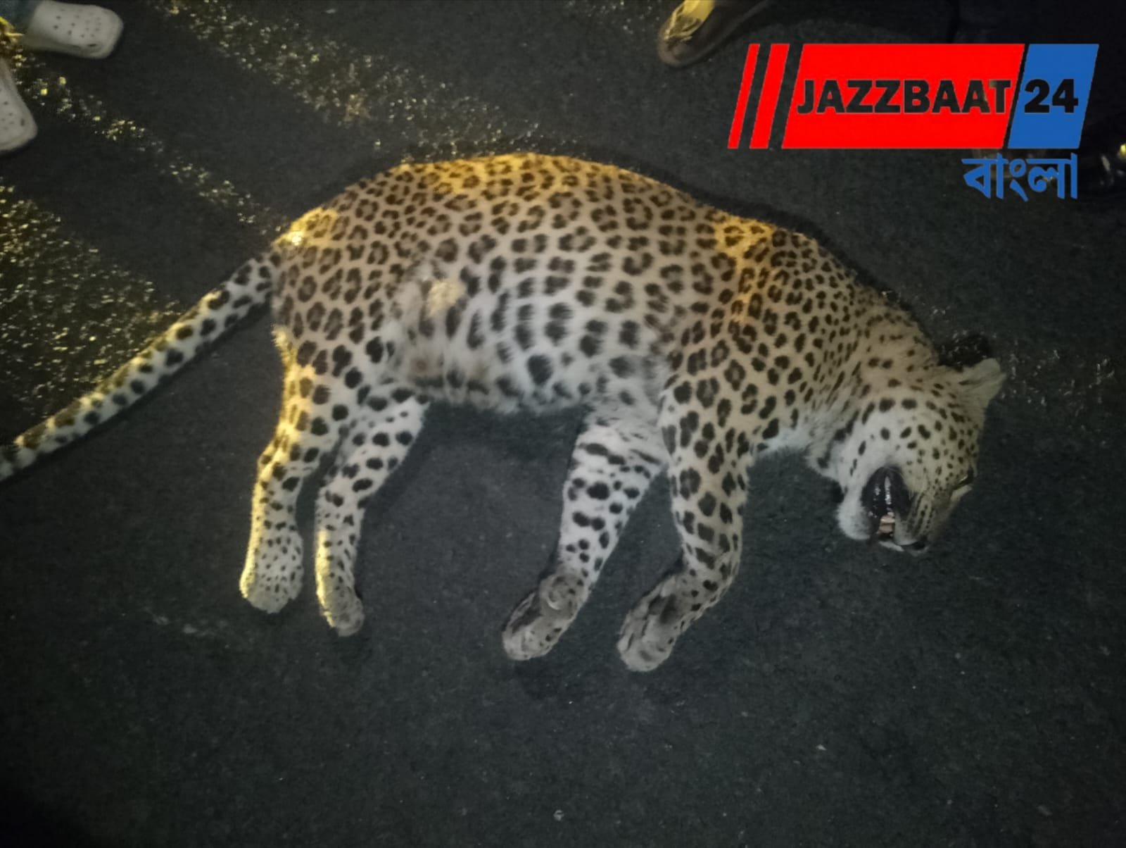Leopard: ডুয়ার্সের রাজপথে ফের গতির বলি, গাড়ির ধাক্কায় মৃত পূর্ণবয়স্ক চিতাবাঘ