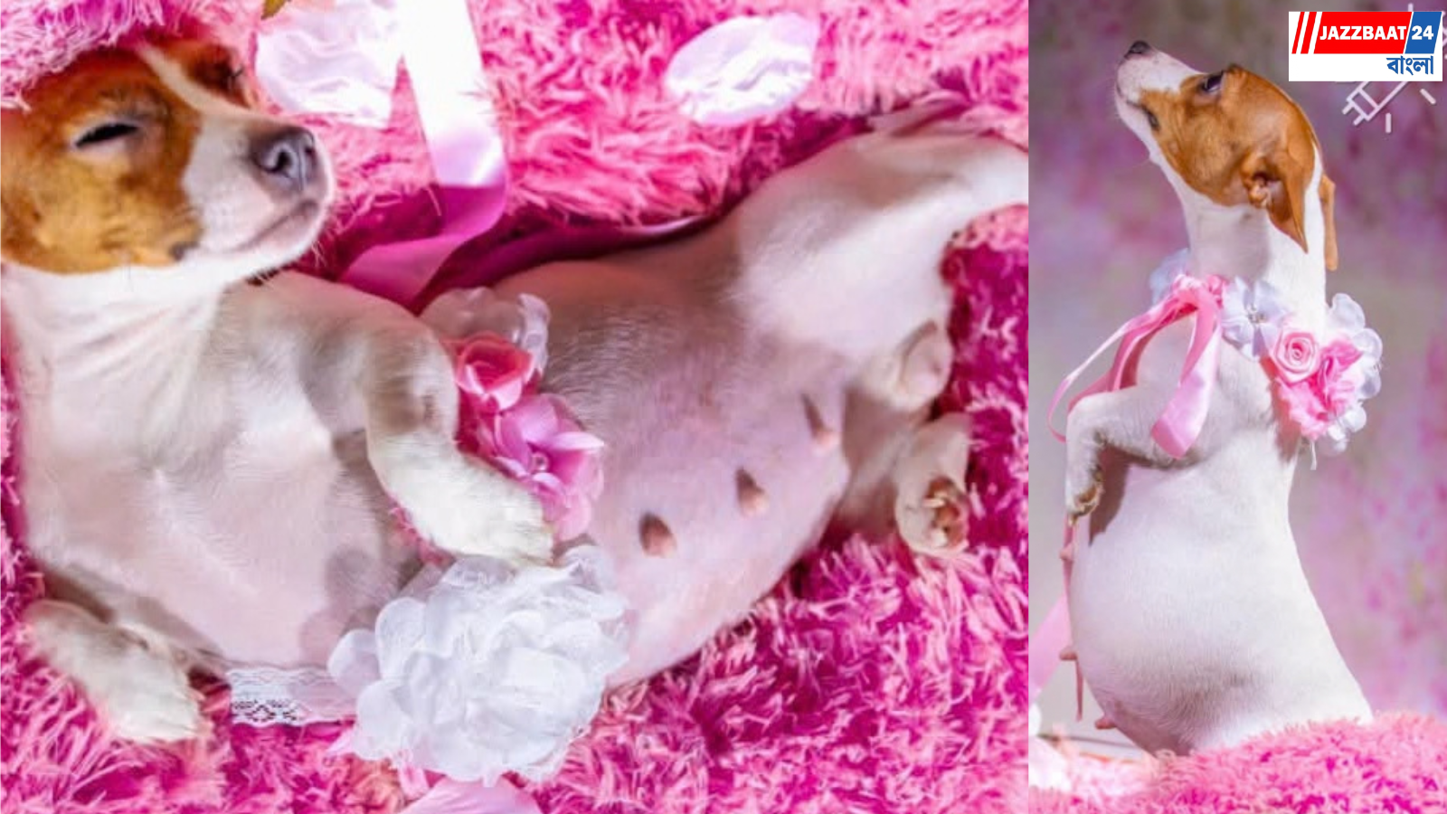 PregnantDog: মডেলদের হার মানাল অন্তঃসত্ত্বা পোষ্য! অভিনব ফটোশুটে নেটপাড়ায় ঝড় তুলল ‘খলোয়ি’