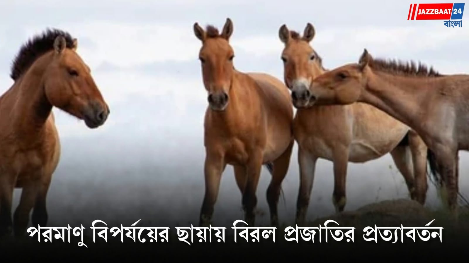 মানুষের জন্য অভিশাপ, বন্য ঘোড়ার নতুন আশ্রয়!