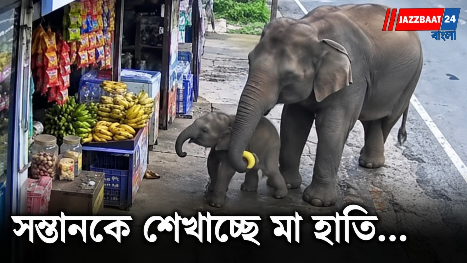 মায়ের সঙ্গে দোকানে হাতির শাবক, মিষ্টি ভিডিও মন জয় করল নেটিজেনদের