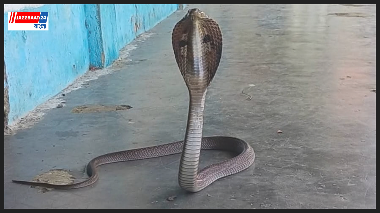 SnakeRescue: ধুপগুড়ির স্কুলে হঠাৎ গোখরোর হানা, আতঙ্কে শ্রেণিকক্ষ ছেড়ে ছুটল খুদে পড়ুয়ারা