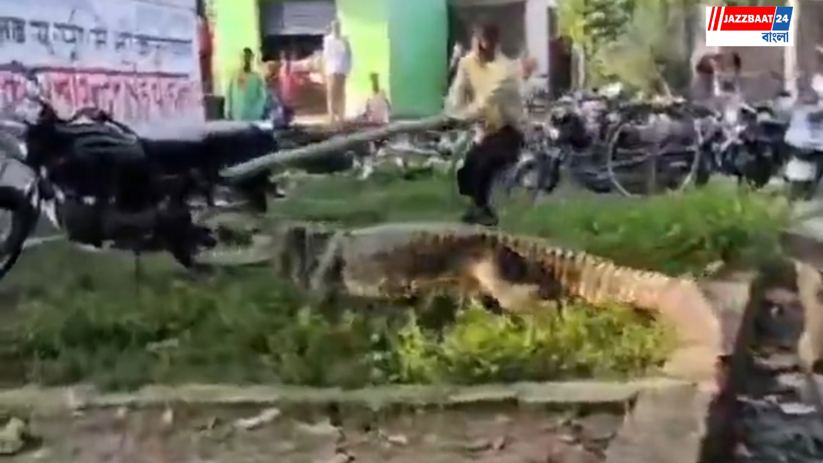 CrocodileRescue: শাহজাহানপুরে বসতবাড়ির উঠোনে দানবীয় কুমির, শ্বাসরুদ্ধকর অভিযানে উদ্ধার বন দফতরের