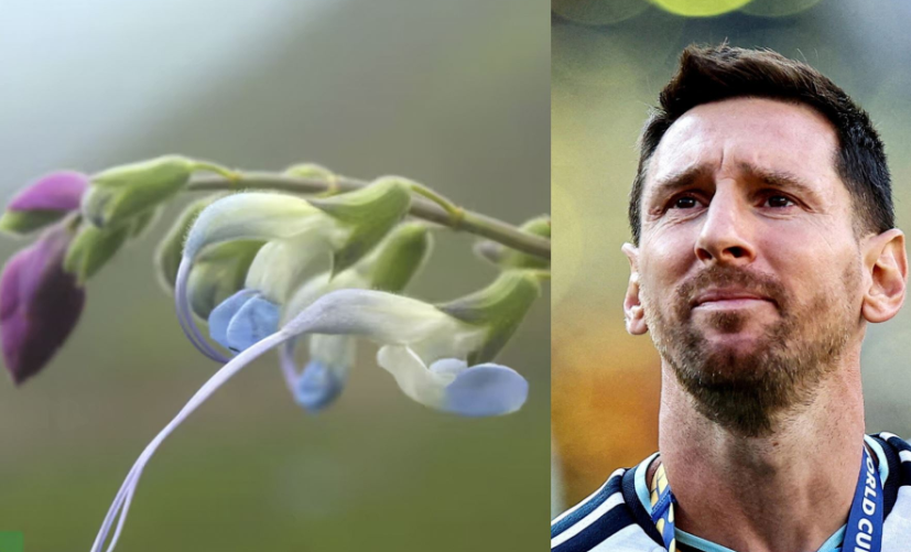 Lionel Messi: মেসির নামে নতুন ফুলের নামকরণ, নীল-সাদা পাপড়িতে ফুটে উঠল আর্জেন্টিনার জার্সির রং