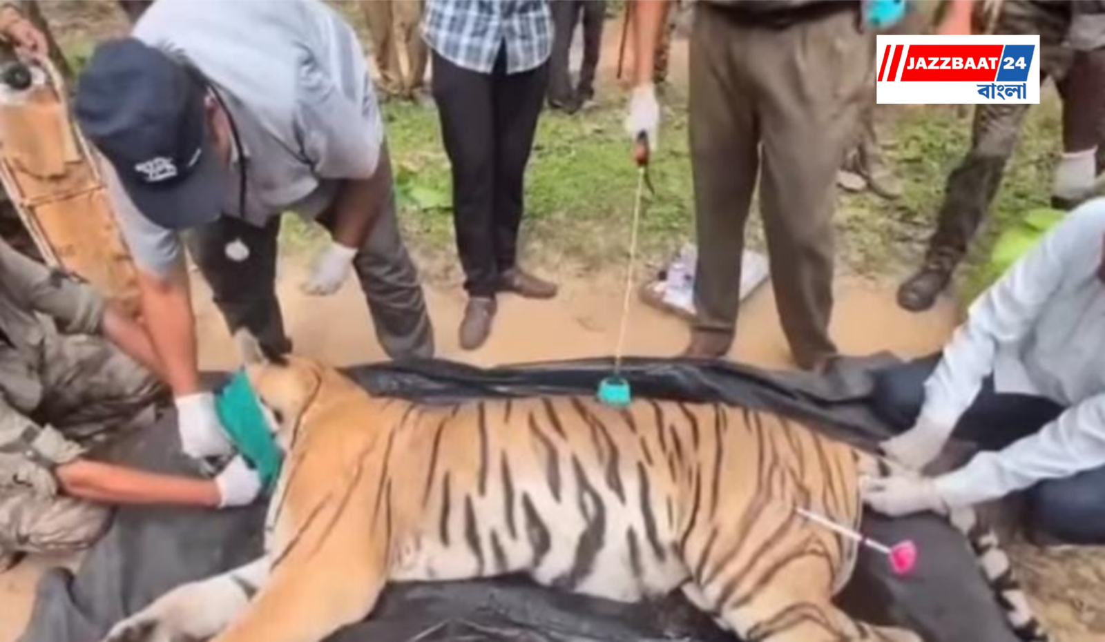 Buxa Tiger Reserve : দীর্ঘ অপেক্ষার অবসান, বক্সায় শোনা যাবে বাঘের গর্জন
