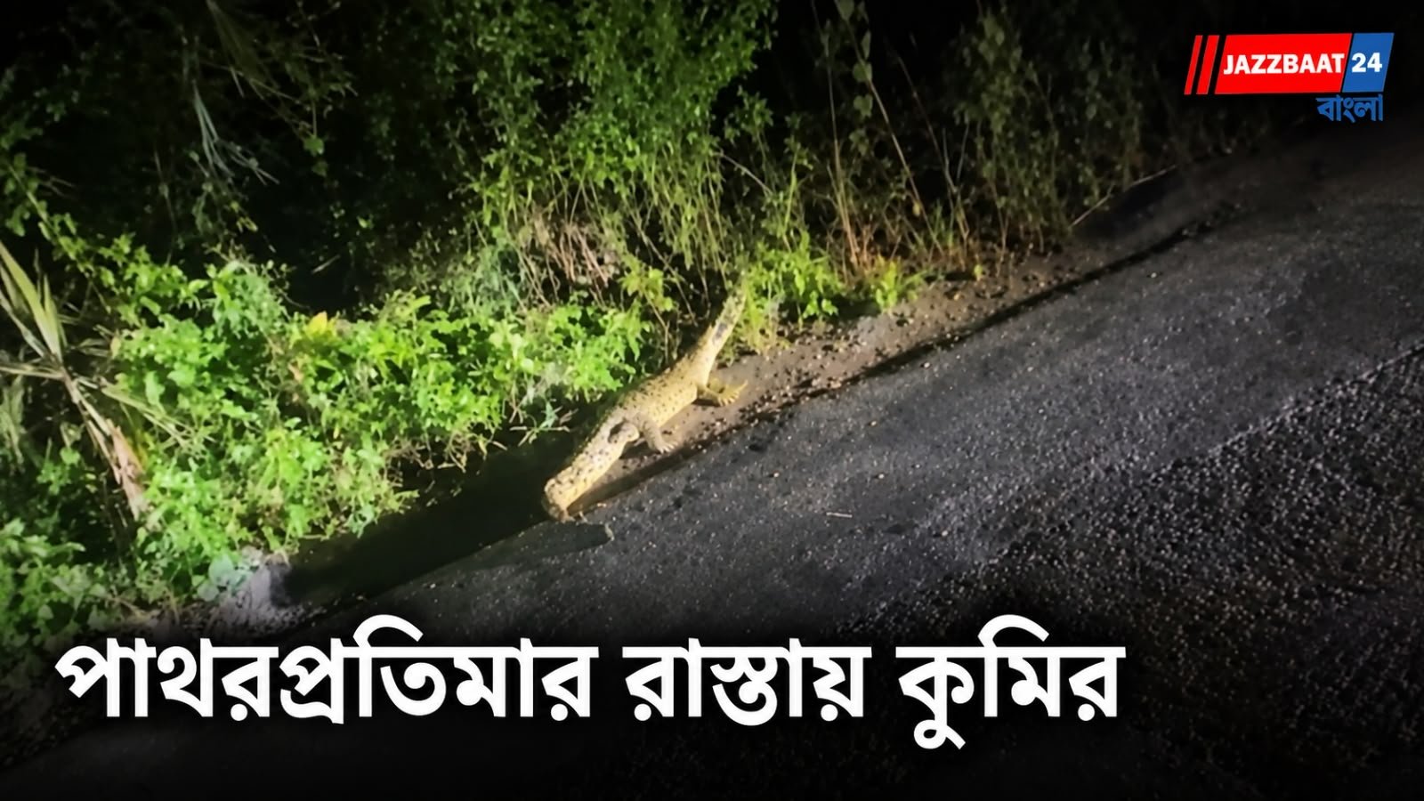 Patharpratima Crocodile : লোকালয়ের রাস্তায় বিশাল কুমির, তৎপর বন দফতর
