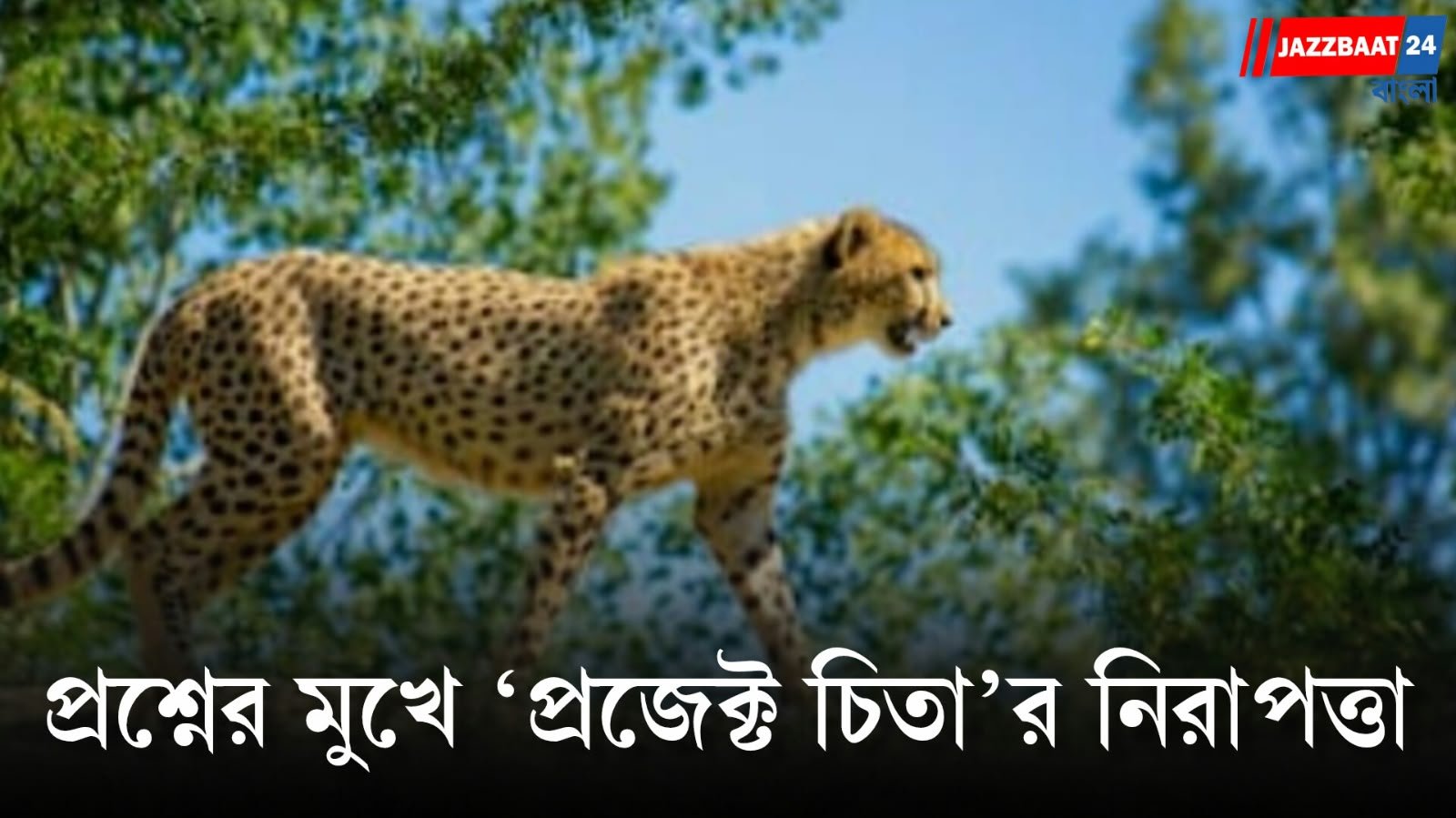 কুনোয় চিতার গায়ে গুলি! পাঁচটি ছররা বেরিয়েও বাঁচল না নির্ভার শাবক
