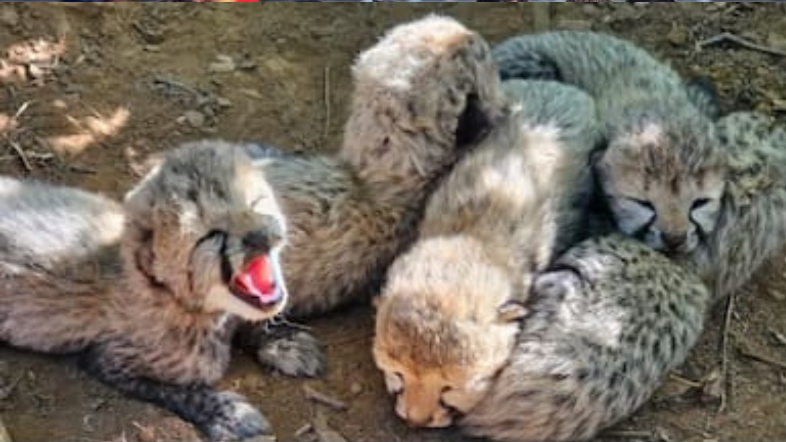 Project Cheetah: কুনোয় ফের সুখবর, পাঁচ শাবকের জন্ম দিল চিতা