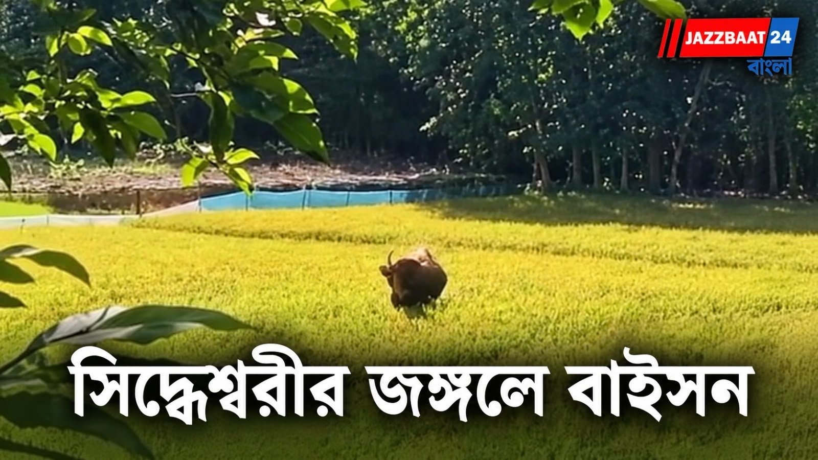 Wild Bison :লোকালয়ের কাছে বাইসনের হদিশ, সতর্ক বন দফতর
