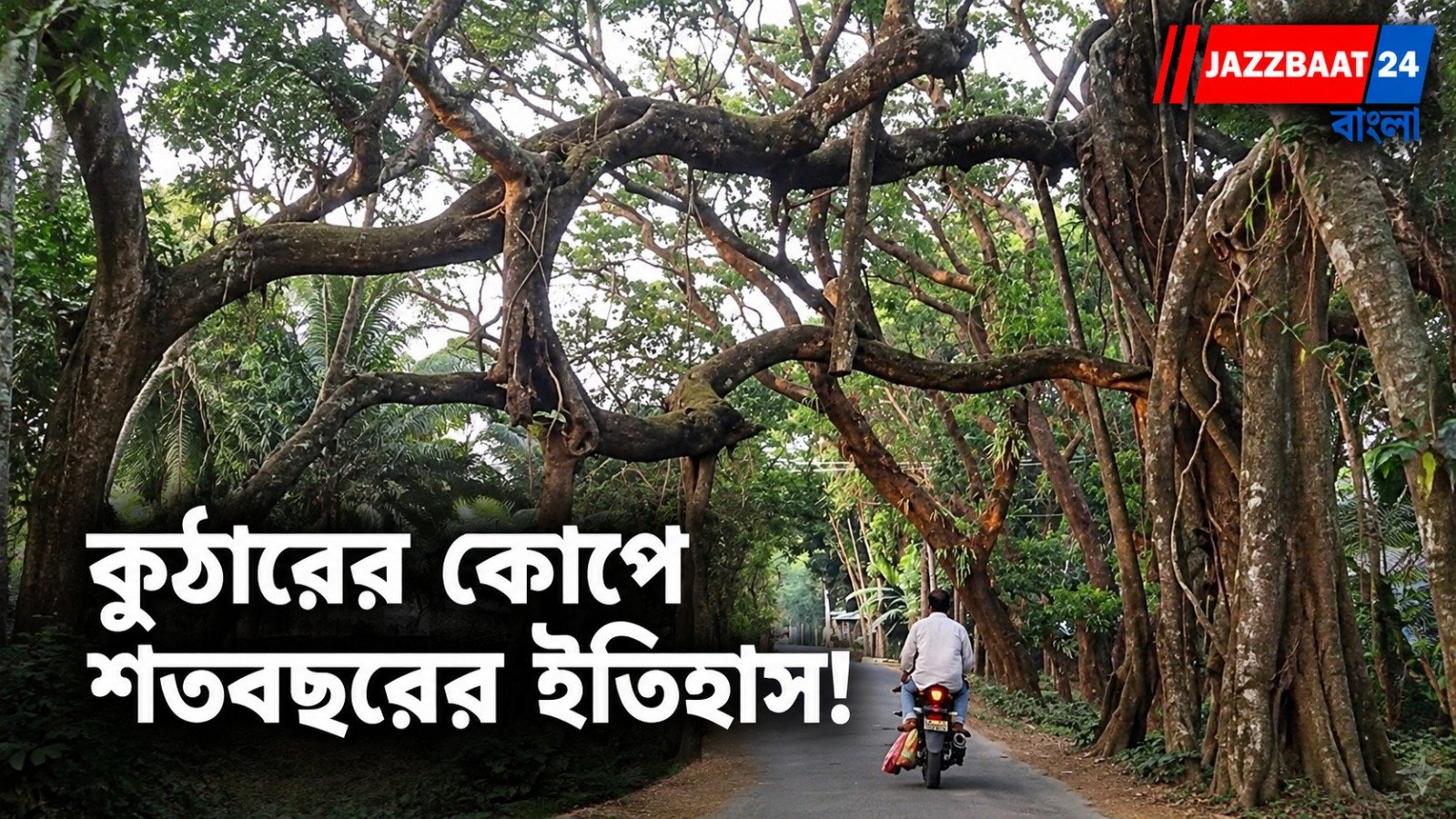 Tree Conservation: কাঠের হিসাবেই কি গাছের মূল্য? পরিবেশ আর মানুষের স্মৃতি বাঁচিয়ে রাখে সবুজ উত্তরাধিকার