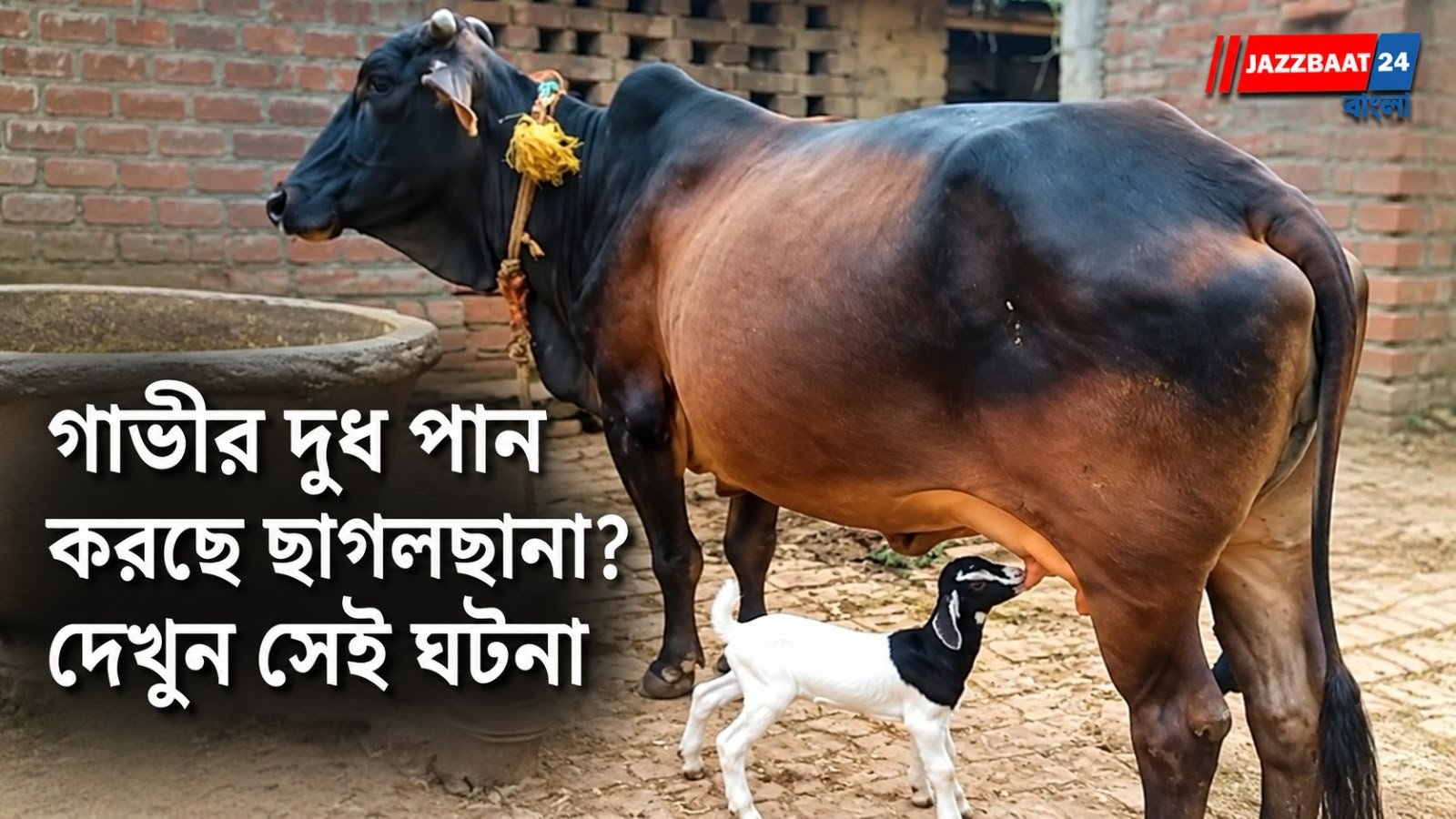 AnimalLove: প্রজাতির ভেদাভেদ ভুলে মাতৃত্বের নজির, ছাগলছানাকে নিজের দুধ খাওয়াল গাভী